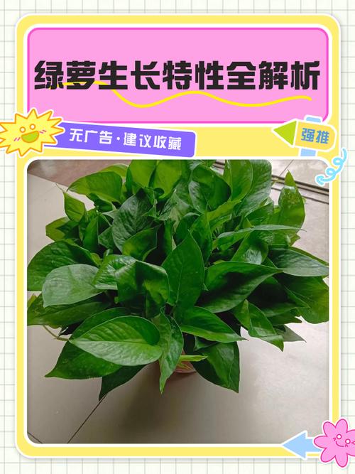 绿萝叶子薄是品种问题吗？-图3