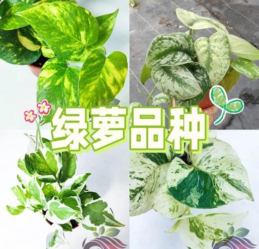 绿萝叶子薄是品种问题吗？-图2