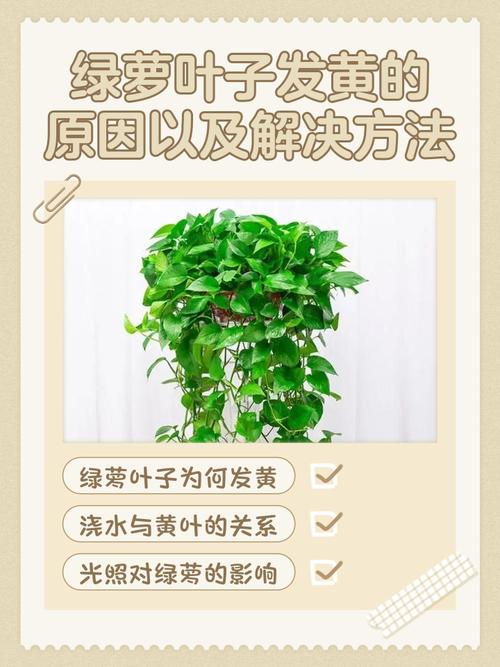 绿萝叶子薄是品种问题吗？-图1