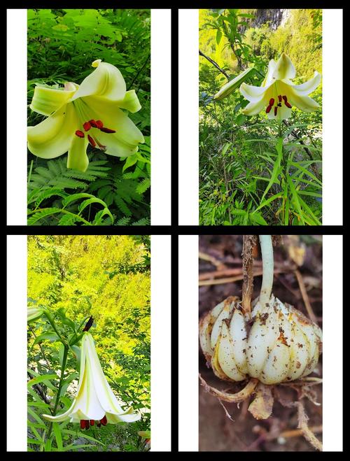 鳞片繁殖百合，品种有哪些？-图3