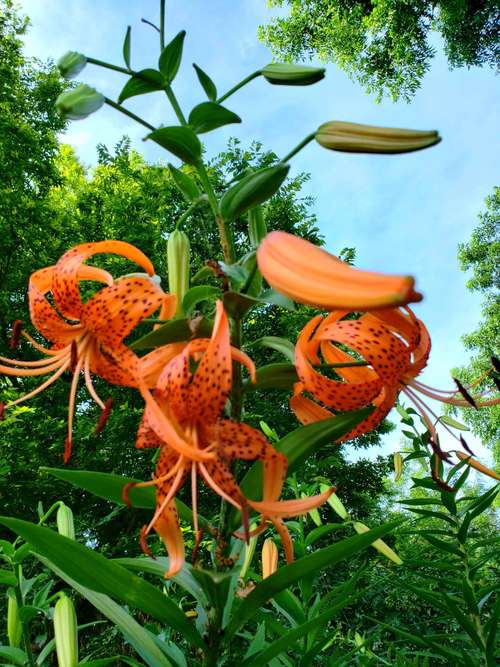 鳞片繁殖百合，品种有哪些？-图2