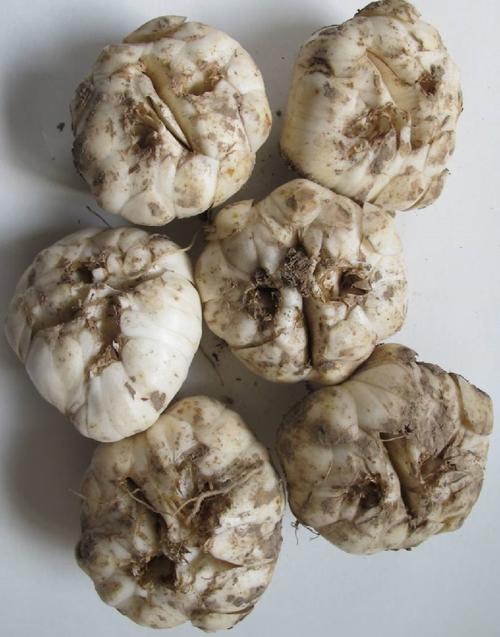 鳞片繁殖百合，品种有哪些？-图1