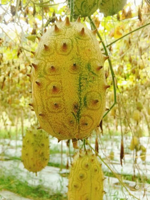 火参果种植技术CCTV详解,关键步骤有哪些?-图1 火参果种植技术CCTV详解,关键步骤有哪些?-图1