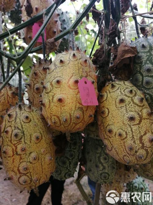 火参果种植技术CCTV详解,关键步骤有哪些?-图2 火参果种植技术CCTV详解,关键步骤有哪些?-图2