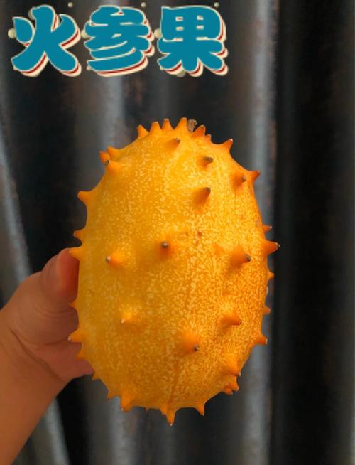 火参果种植技术CCTV详解,关键步骤有哪些?-图3 火参果种植技术CCTV详解,关键步骤有哪些?-图3