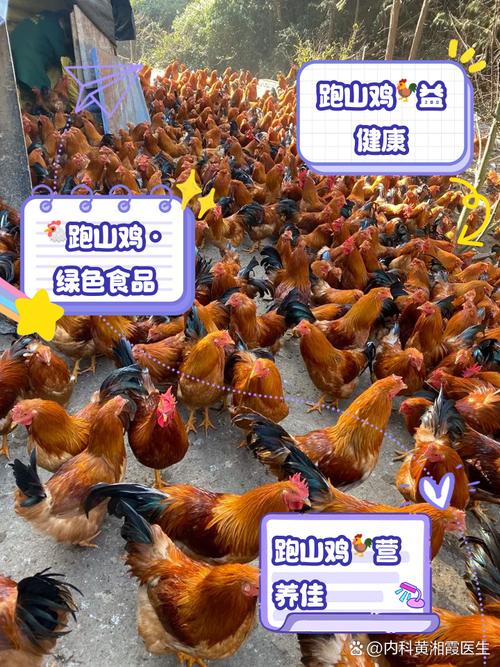 哪里能学正宗山鸡养殖技术？-图3