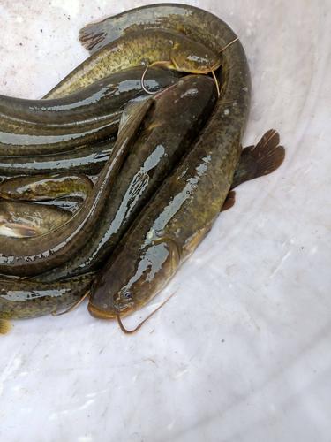 野生土鲶鱼家养技术难点是什么?-图3 野生土鲶鱼家养技术难点是什么?-图3