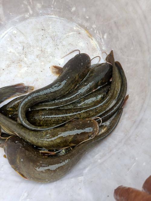 野生土鲶鱼家养技术难点是什么?-图2 野生土鲶鱼家养技术难点是什么?-图2