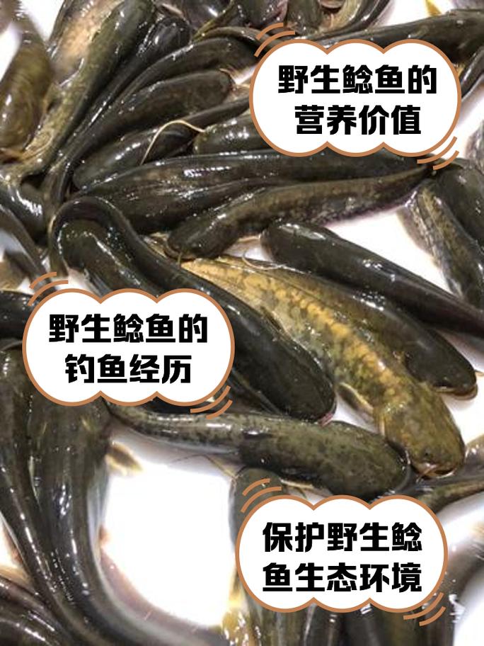野生土鲶鱼家养技术难点是什么?-图1 野生土鲶鱼家养技术难点是什么?-图1