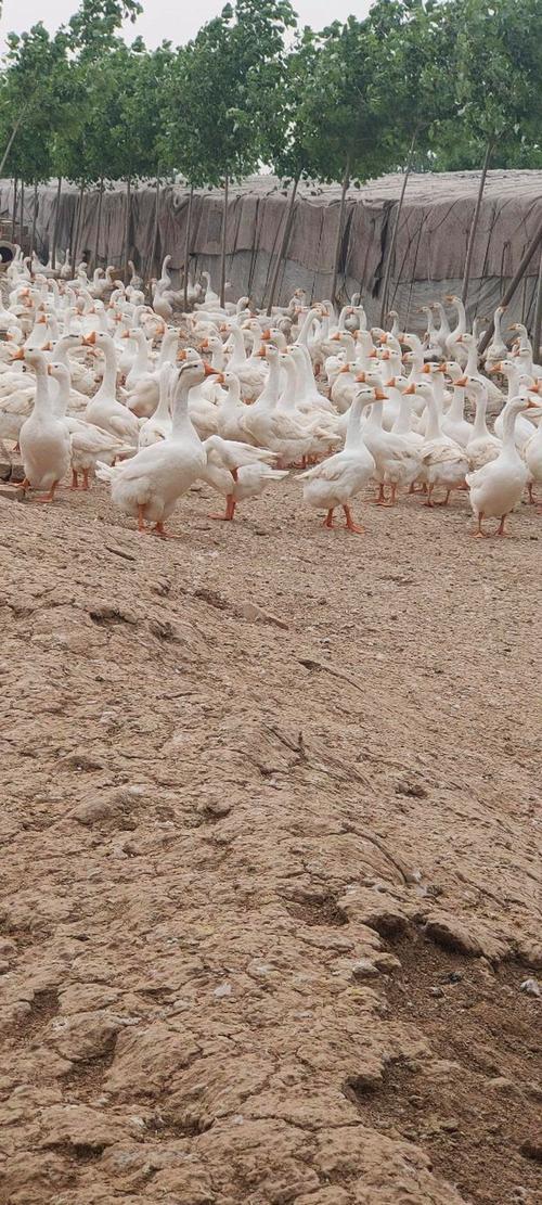 什么品种大鹅产蛋最多？-图1