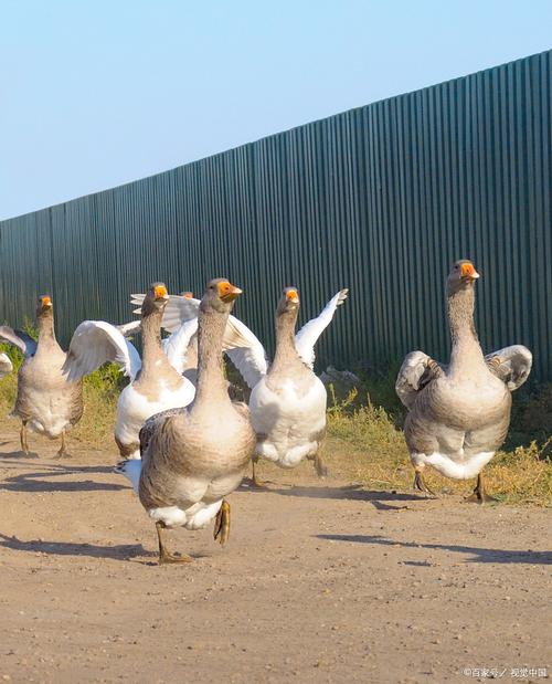 什么品种大鹅产蛋最多？-图3
