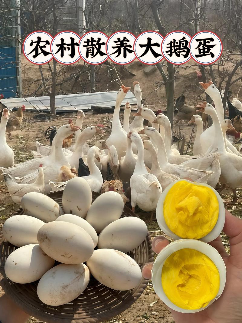 什么品种大鹅产蛋最多？-图2