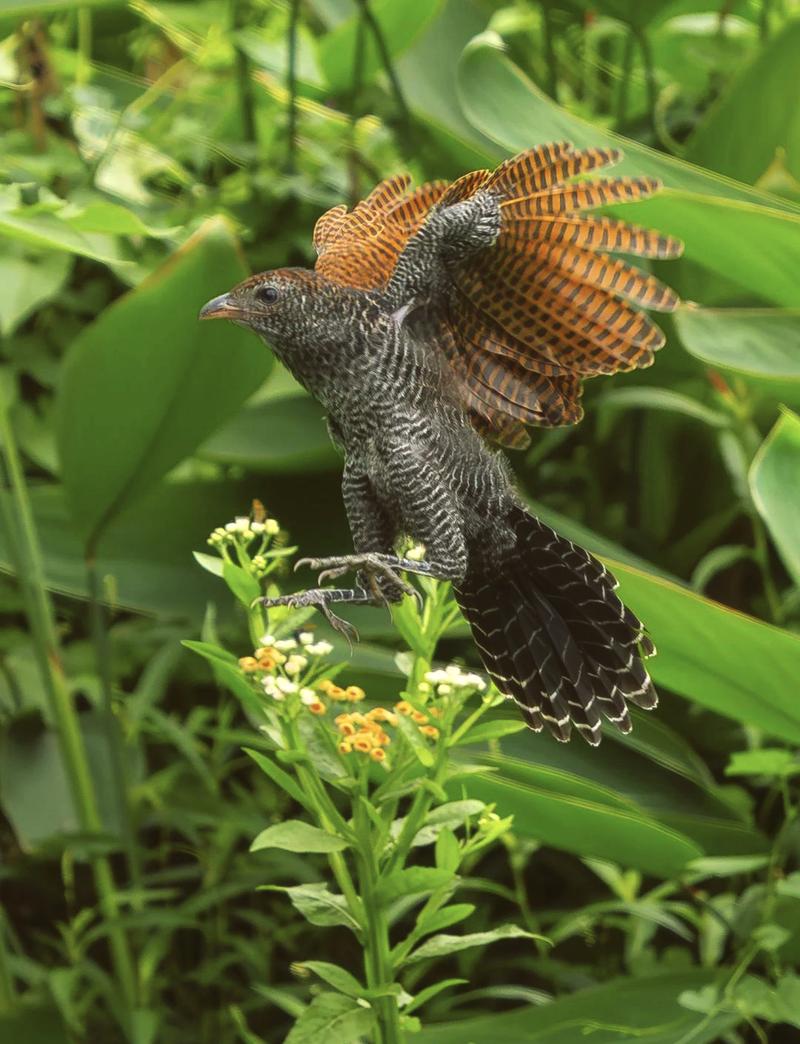 817毛鸡价格今日行情如何？养殖巴巴最新报价-图3