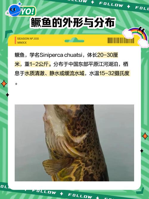 广西哪里能学到桂鱼养殖技术?-图1 广西哪里能学到桂鱼养殖技术?-图1