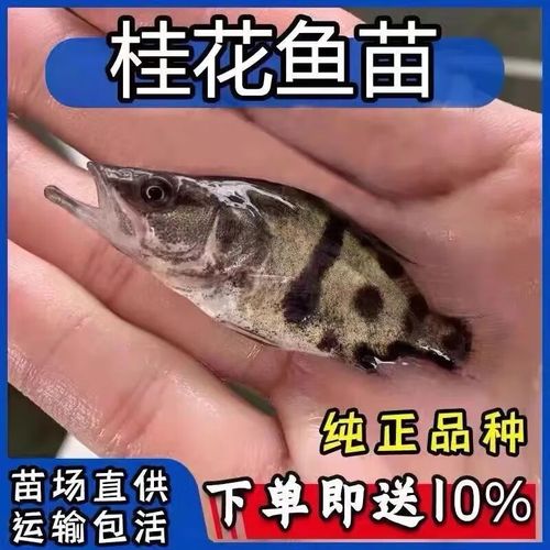 广西哪里能学到桂鱼养殖技术？-图3