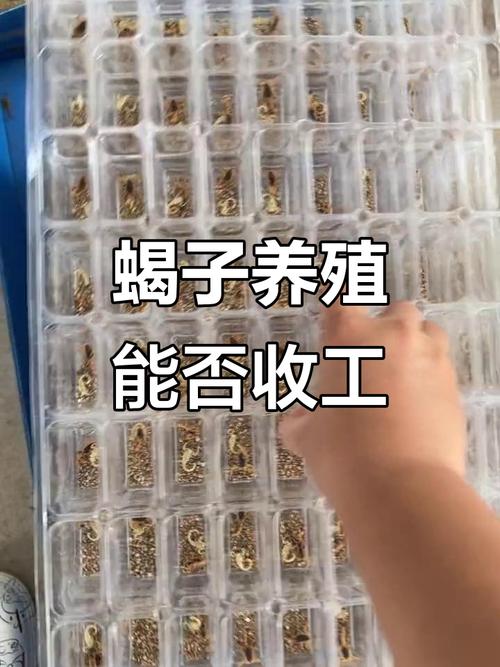 蝎子养殖利润成本高吗？技术门槛如何？-图2