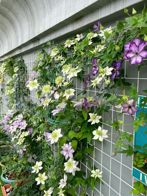 哪种大型藤本品种能爬满墙？-图1