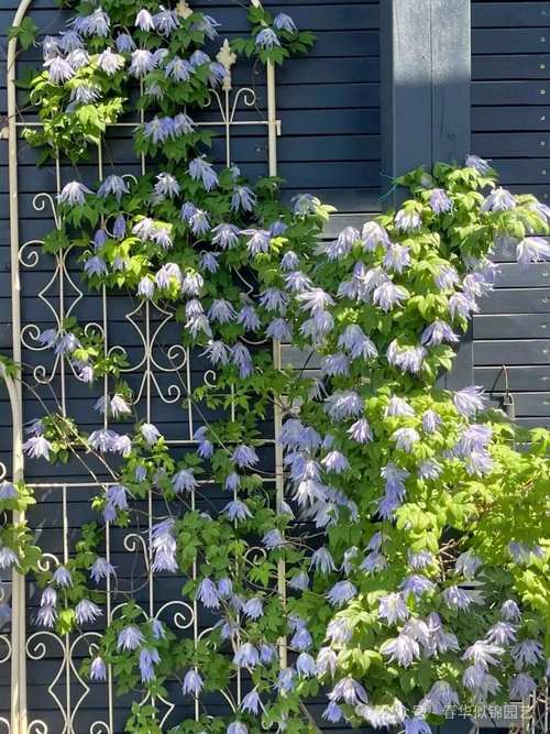 哪种大型藤本品种能爬满墙？-图2