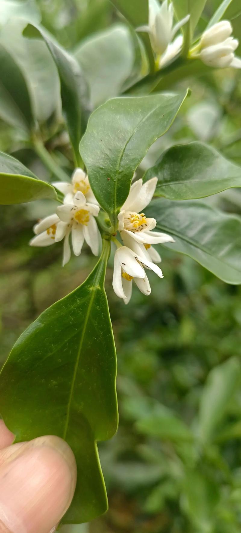 冬季金桔花养殖技术要点有哪些?-图1 冬季金桔花养殖技术要点有哪些?-图1