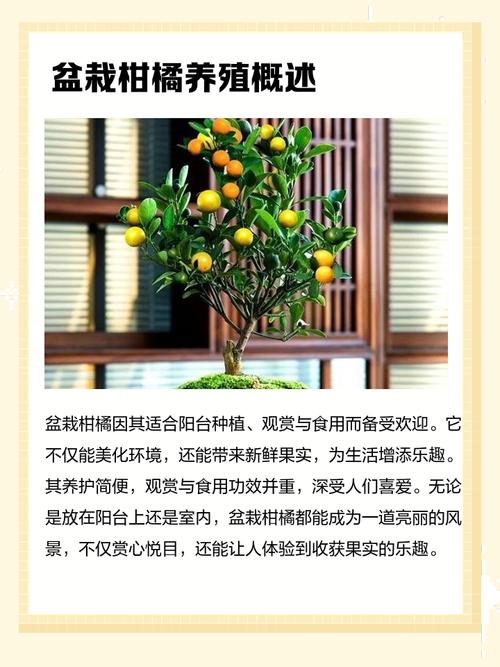 冬季金桔花养殖技术要点有哪些?-图3 冬季金桔花养殖技术要点有哪些?-图3