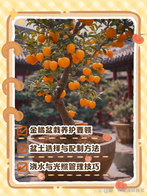 冬季金桔花养殖技术要点有哪些?-图2 冬季金桔花养殖技术要点有哪些?-图2