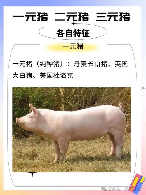 背膘厚超20的猪品种有哪些？-图2