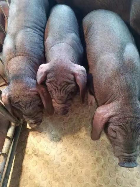 背膘厚超20的猪品种有哪些？-图3