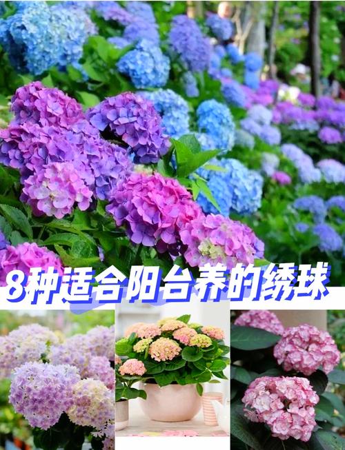 耐寒好养的绣球花品种有哪些？-图1