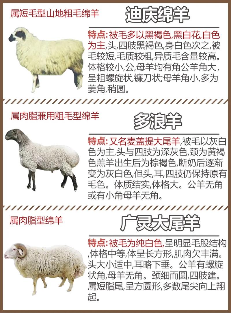 羊品种如何精准识别与细毛羊鉴定？-图2