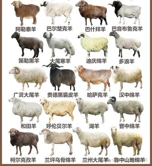 羊品种如何精准识别与细毛羊鉴定？-图1