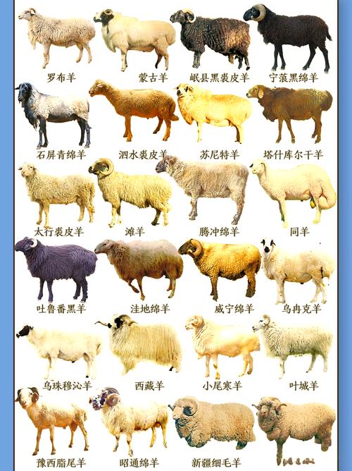 羊品种如何精准识别与细毛羊鉴定？-图3