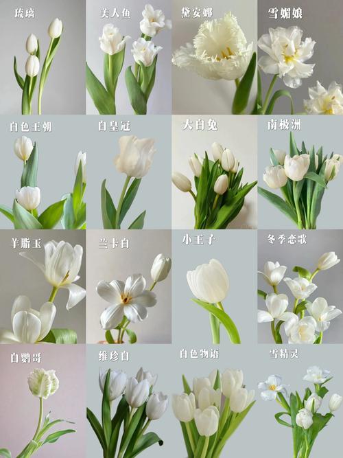 郁金香什么品种既好看又好养？-图1
