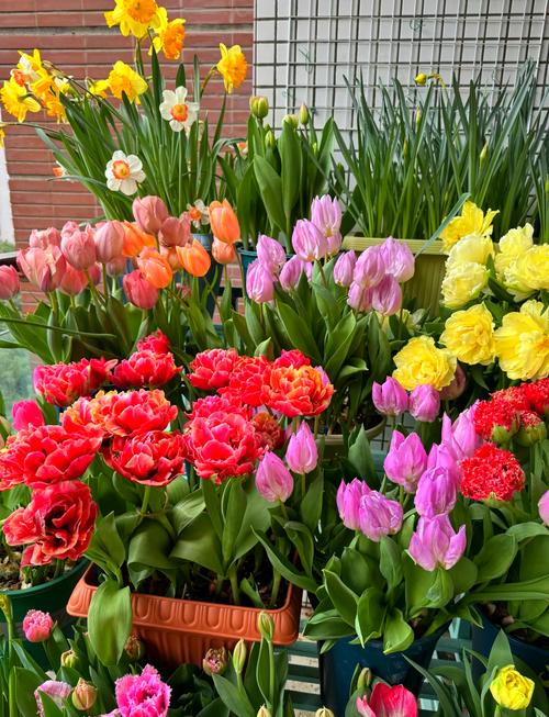 郁金香什么品种既好看又好养？-图2