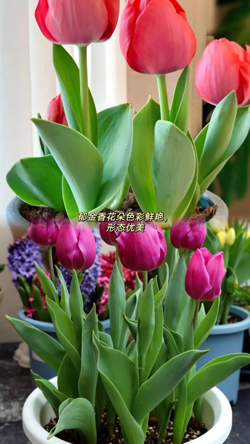 郁金香什么品种既好看又好养？-图3