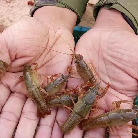 2025小龙虾种苗价格会涨还是跌？-图3