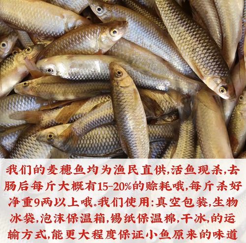 微山湖鱼类品种具体有哪些?-图1 微山湖鱼类品种具体有哪些?-图1