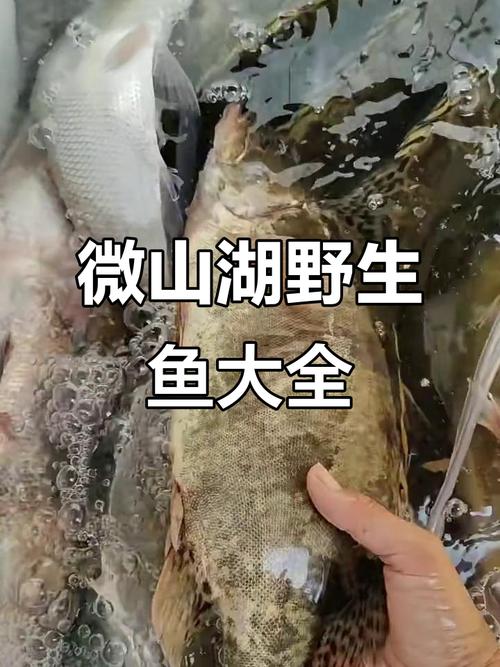 微山湖鱼类品种具体有哪些？-图2