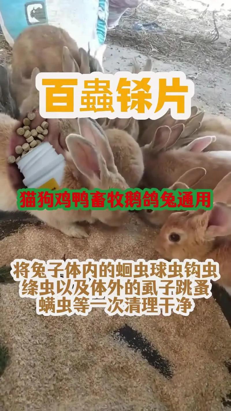 2025年肉兔皮价格会涨还是跌？-图2