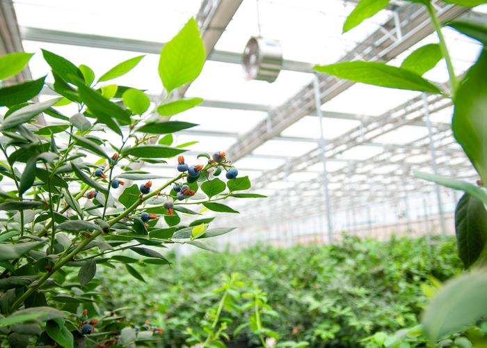大棚蓝莓栽培管理关键技术有哪些?-图3 大棚蓝莓栽培管理关键技术有哪些?-图3