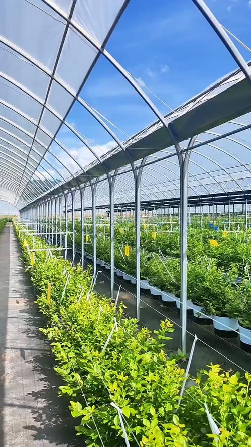 大棚蓝莓栽培管理关键技术有哪些?-图2 大棚蓝莓栽培管理关键技术有哪些?-图2