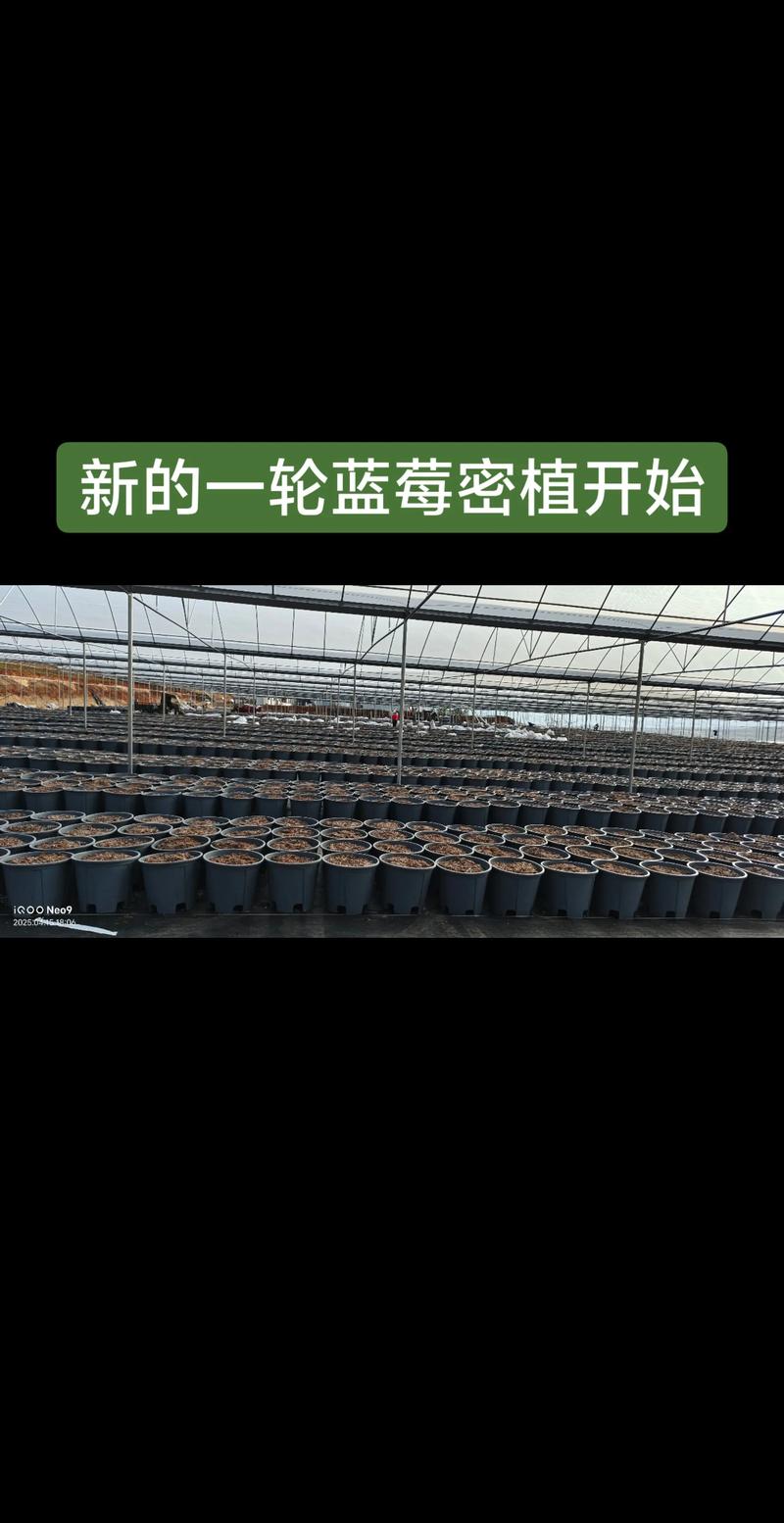 大棚蓝莓栽培管理关键技术有哪些?-图1 大棚蓝莓栽培管理关键技术有哪些?-图1