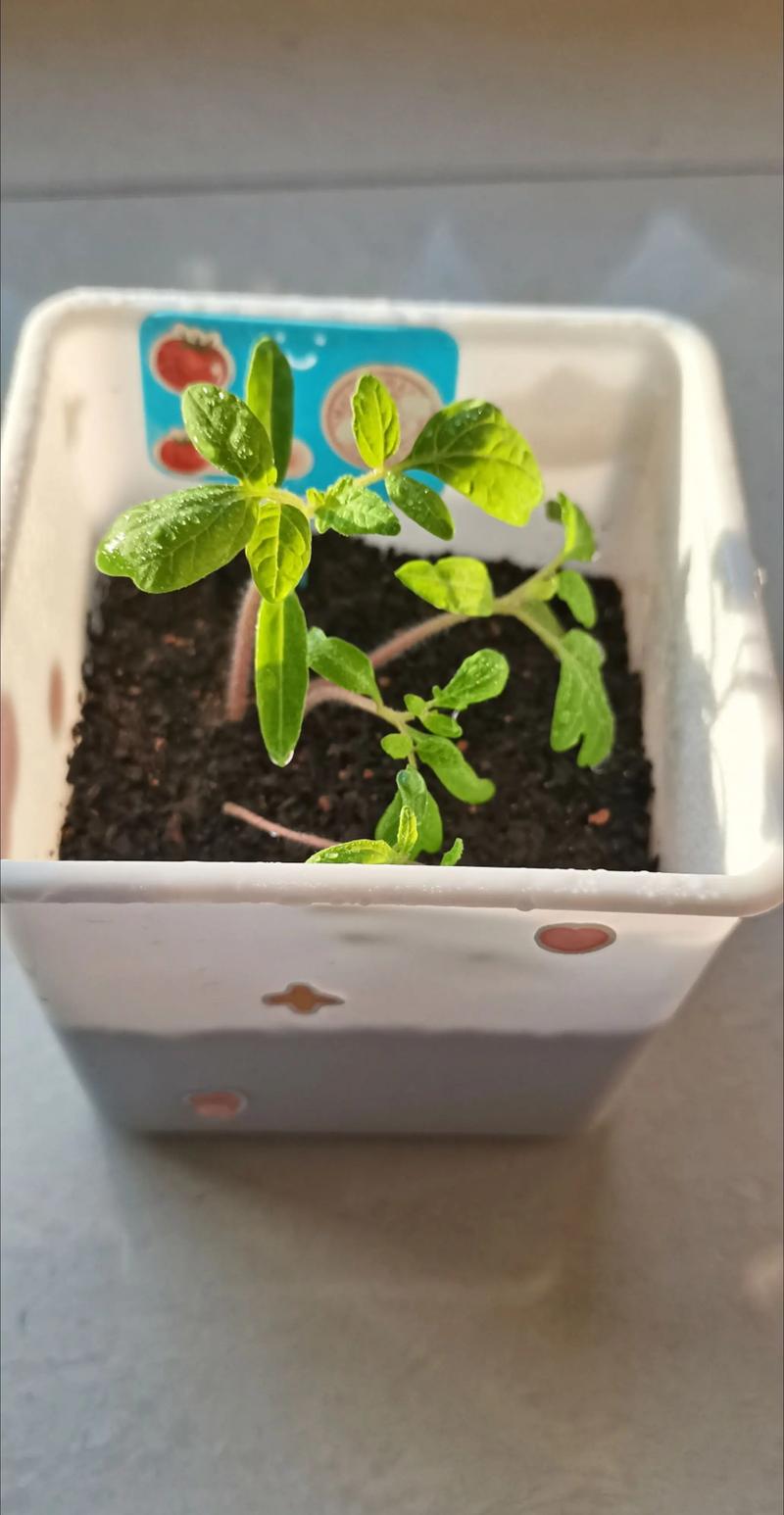 小蕃茄种植技术视频，新手能学会吗？-图2