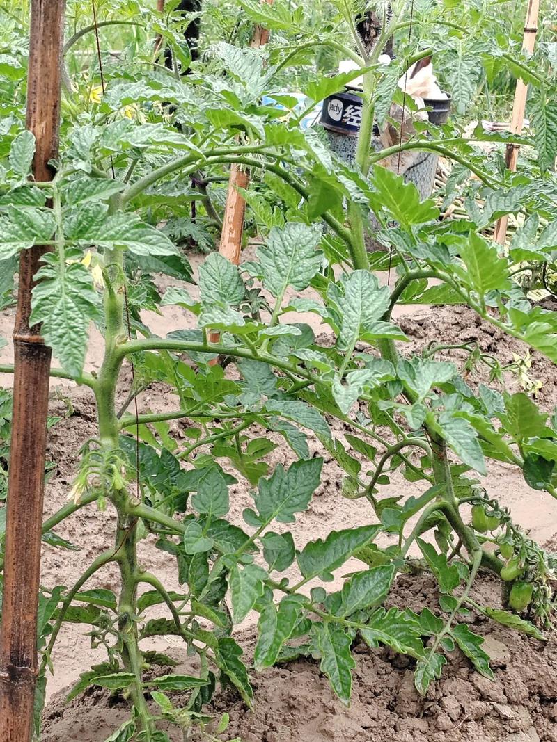 小蕃茄种植技术视频，新手能学会吗？-图3