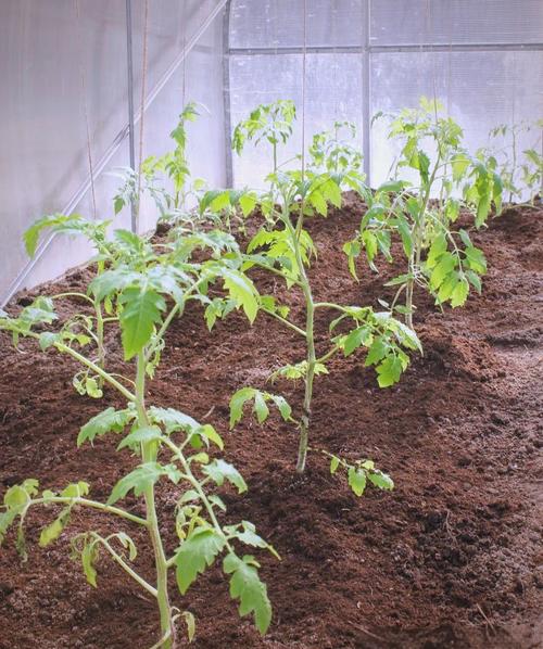 小蕃茄种植技术视频，新手能学会吗？-图1