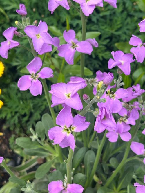 紫罗兰花品种有多少种?-图3 紫罗兰花品种有多少种?-图3