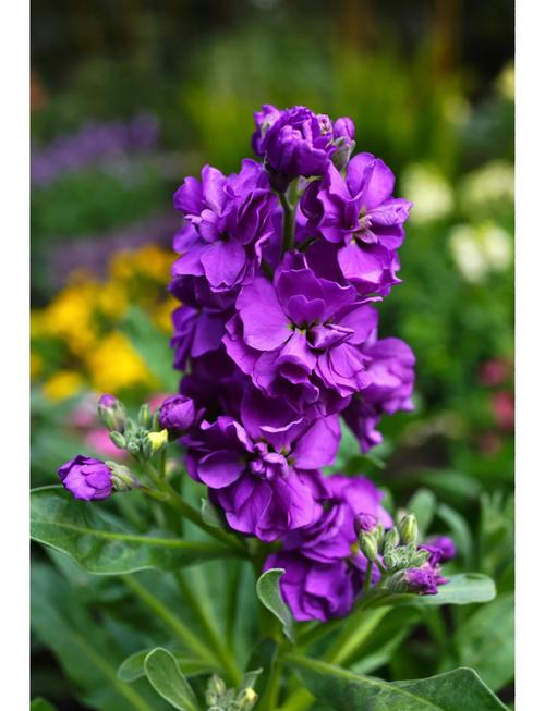 紫罗兰花品种有多少种?-图1 紫罗兰花品种有多少种?-图1