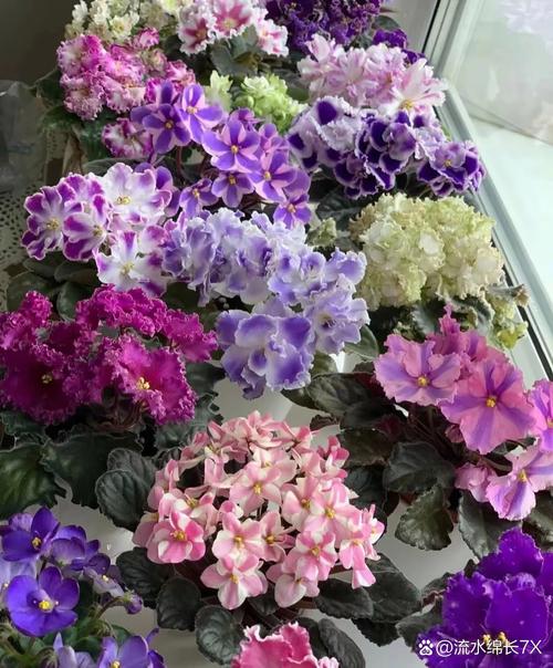 紫罗兰花品种有多少种？-图2