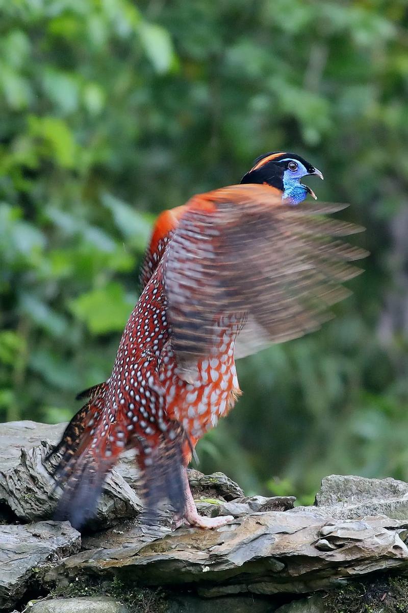 红腹角雉养殖技术与市场价格如何？-图1