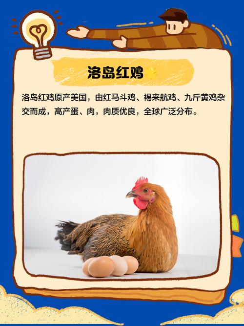 红腹角雉养殖技术与市场价格如何？-图3