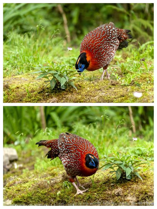 红腹角雉养殖技术与市场价格如何？-图2